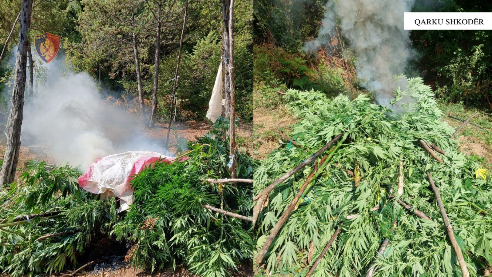 Operacioni “Territori i pastër”, asgjesohen mbi 2 mijë bimë kanabisi në Shkodër