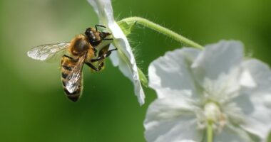 Shënohet Dita Botërore e Bletës