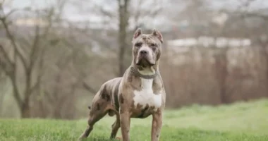 Qeni sulmon për vdekje 53-vjeçarin në Angli