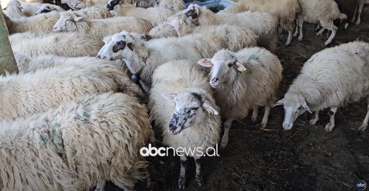 Asnje rast me murtajën e kafshëve/ Alarm në vendet fqinje, Task Forcë në Qafë Thanë