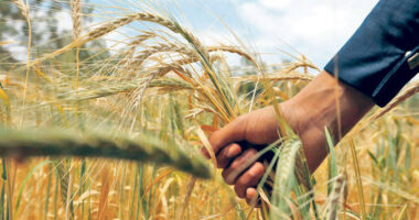 Rusia pret të korrë rreth 132 milionë tonë drithë këtë vit