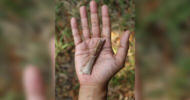 Shkencëtarët zbulojnë fosile të rralla njerëzore