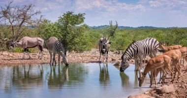 Studimi: Mbi 20 mijë specie në rrezik zhdukjeje, sepse njerëzit do të zënë 50% të tokës deri në 2070