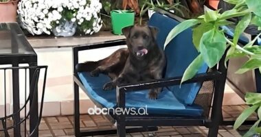 Banorët denoncojnë dhunën ndaj qenit/ Yzberisht, “Liu” vdiq nga keqtrajtimi i një 41 vjeçari