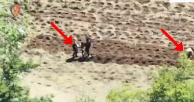 Kultivonin bimë narkotike, arrestohen dy vëllezër dhe një 20-vjeçar në Malësinë e Madhe