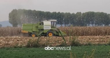 Thatësira ul prodhimin e misrit/ Shkak edhe problematikat me sistemin vaditës