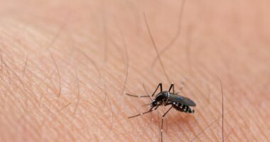 I shkaktuar nga mushkonjat, virusi i rrallë vdekjeprurës ngre alarmin në SHBA. Cili është roli i ndryshimeve klimatike