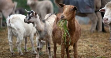 ‘Shpërthen’ murtaja e deleve dhe dhive në Greqi