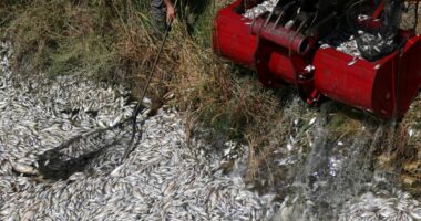VIDEO/ Porti turistik në Greqi mbushet me tonelata peshq të ngordhur