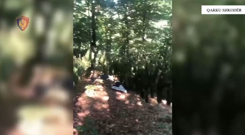 “Territori i pastër”/ Asgjesohen mijëra bimë kanabis në Shkodër, sekuestrohen 10.5 kg drogë në proces tharjeje