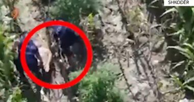 VIDEO/ ‘Droni’ zbulon parcelën me kanabis në Shkodër, arrestohet 67-vjeçari