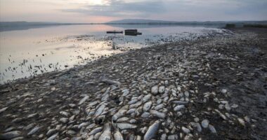 Greqi, mijëra peshq të ngordhur mbulojnë sipërfaqen e detit