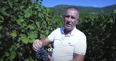 Kujdeset për vreshtat/ Fermeri nga Kukësi: Mbi 20 vite punë për të kultivuar dy dynym