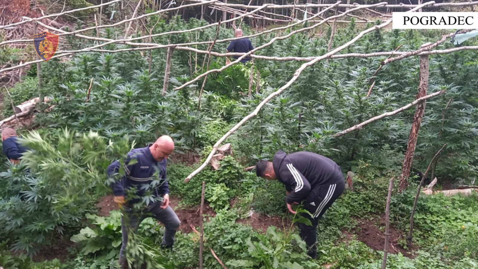 “Territori i pastër”/ Kultivimi i bimëve narkotike në Pogradec, identifikohet autori 31 vjeçar