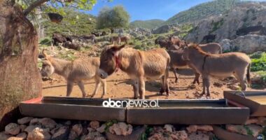 Gomerët mbeten pa “gra”/ Ulje drastike e numrit të partnereve femra. Fermeri: Dikur një kushtonte 5 mijë sot 60 mijë