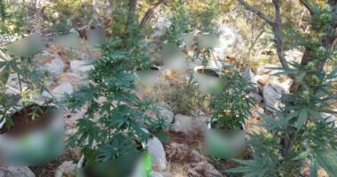 EMRAT/ Shkatërrohet grupi shqiptar i drogës në Greqi, arrestohen disa persona dhe shpallen në kërkim disa të tjerë