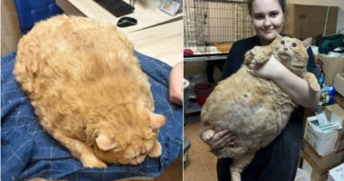 Spitali rus shpëton macen 17 kg/ E vendos në dietë, pasi nuk mund të ecte