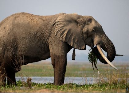 Zimbabve/ Do të theren 200 elefantë për të ushqyer njerëzit e uritur për shkak të thatësirës