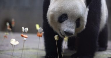 Tokio/ Mijëra njerëz i japin lamtumirën, dy pandat u kthyen në Kinë për trajtim