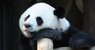 Finlanda kthen pandat në Kinë: Janë shumë të shtrenjta për t’u mirëmbajtur