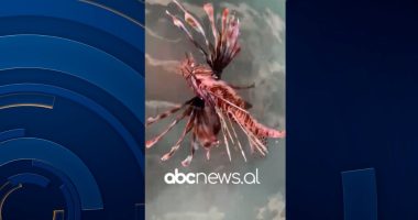 VIDEO/ Shfaqen peshq helmues, breshka fluturuese e peshkaqenë të rrezikshëm në brigjet e Vlorës