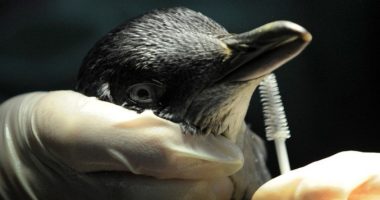 Pinguini Pesto tërhoqi qindra vizitorë në Melburn, duke përfshirë Katy Perry