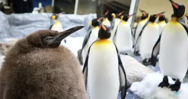 Peshon më shumë se 22 kg, pinguini “mbret” bëhet viral