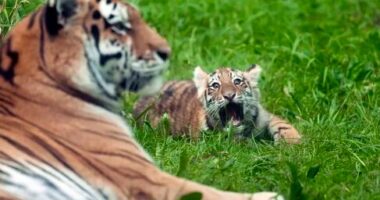 Në prag zhdukjeje dikur, sot këlyshët tigra Amur po ngjallin interes për ruajten e një specie të rrallë