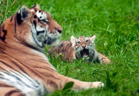 Në prag zhdukjeje dikur, sot këlyshët tigra Amur po ngjallin interes për ruajten e një specie të rrallë