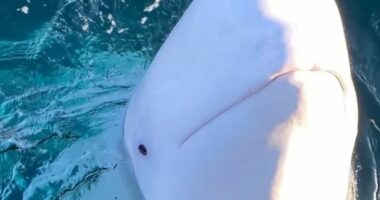 Dyshohej se përdorej për spiunazh nga Rusia, gjendet e ngordhur balena në Norvegji