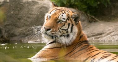 Tigri sulmon një punonjëse në parkun zoologjik të Queensland