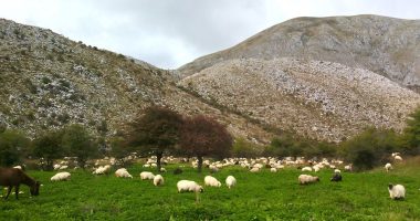 Kishte humbur kontaktet prej 3 ditësh, gjendet i vdekur çobani në Selenicë