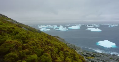 Shkencëtarët: Antarktida po gjelbërohet me një ritëm alarmant