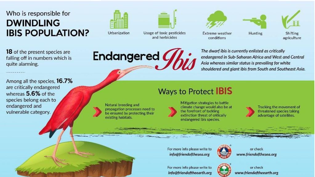 Ibis në rrezik zhdukje/ Shkaqet kryesore të këtij fenomeni
