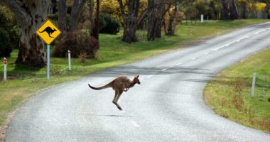 Doli papritur në rrugë, makina përplas kangurin
