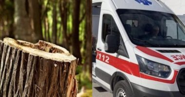 Po e priste me motosharrë, pema e zë poshtë, humb jetën 53-vjeçari në Elbasan