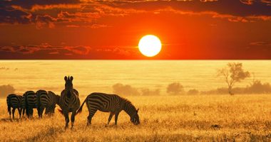 Studimi: Popullata globale e kafshëve të egra bie me 73% në 50 vjet