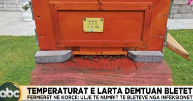 Temperaturat e larta dëmtuan bletët/ Fermerët në Korçë: Ulje të numrit të bletëve nga infeksionet