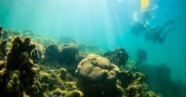 Gati 44 për qind e llojeve të koraleve të ujërave të ngrohta janë në prag të zhdukjes