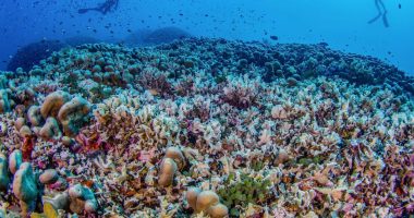 Zbulohet kolonia e koraleve më e madhe në botë/ Mbi 300 vjecare dhe mund të shihet nga hapësira