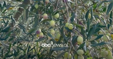 Kultivimi I ullirit, fermerët në Lezhë të orientuar drejt plehrave organike