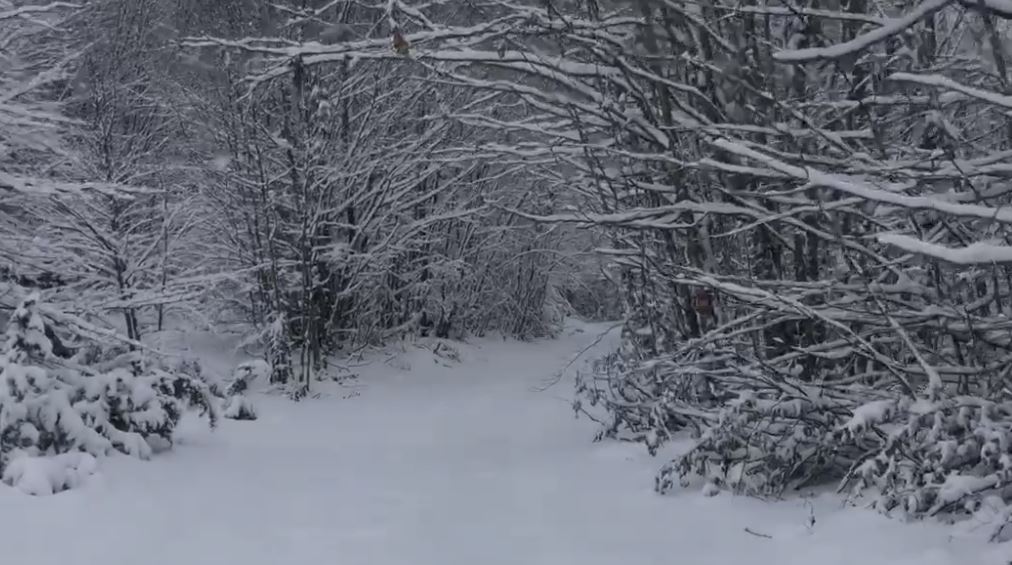 Vijon bora me intensitet të lartë në Parkun Shebenikut, paralajmërohen bllokim rrugësh