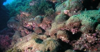 Zbulohet korali më i madh në botë në Ishujt Solomon
