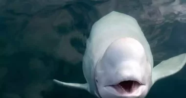 Balenë “spiune ruse”/ Shkencëtarja ukrainase: Mund të jetë e ushtrisë ruse