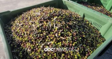 Vaji i ullirit/ Elbasan, blerës vendas edhe të huaj, interes për produktin