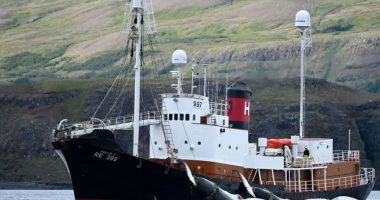 Islanda jep lejen për gjuetinë e balenave për 5 vitet e ardhshme