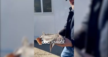 VIDEO/ Kapet një nga speciet e rralla të peshkaqenit në Orikum