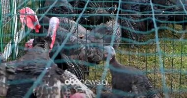 Kërkesë e lartë për gjel deti/ Shitësit në Baldushk: Çmimi i njëjtë, nuk është rritur