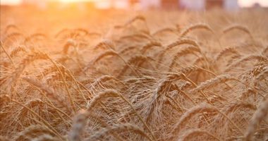 Ukraina dërgon 500 tonë miell në Siri