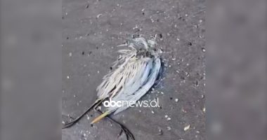 Konfirmohet gripi i shpendëve/ Vlorë, analizat treguan praninë e virusit tek shpendët e ujit